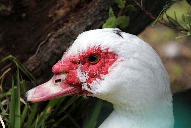 用更换点球 用更换点球